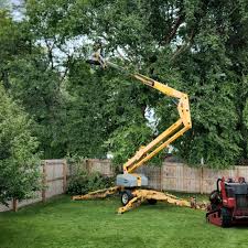 How Our Tree Care Process Works  in  Port Clinton, OH